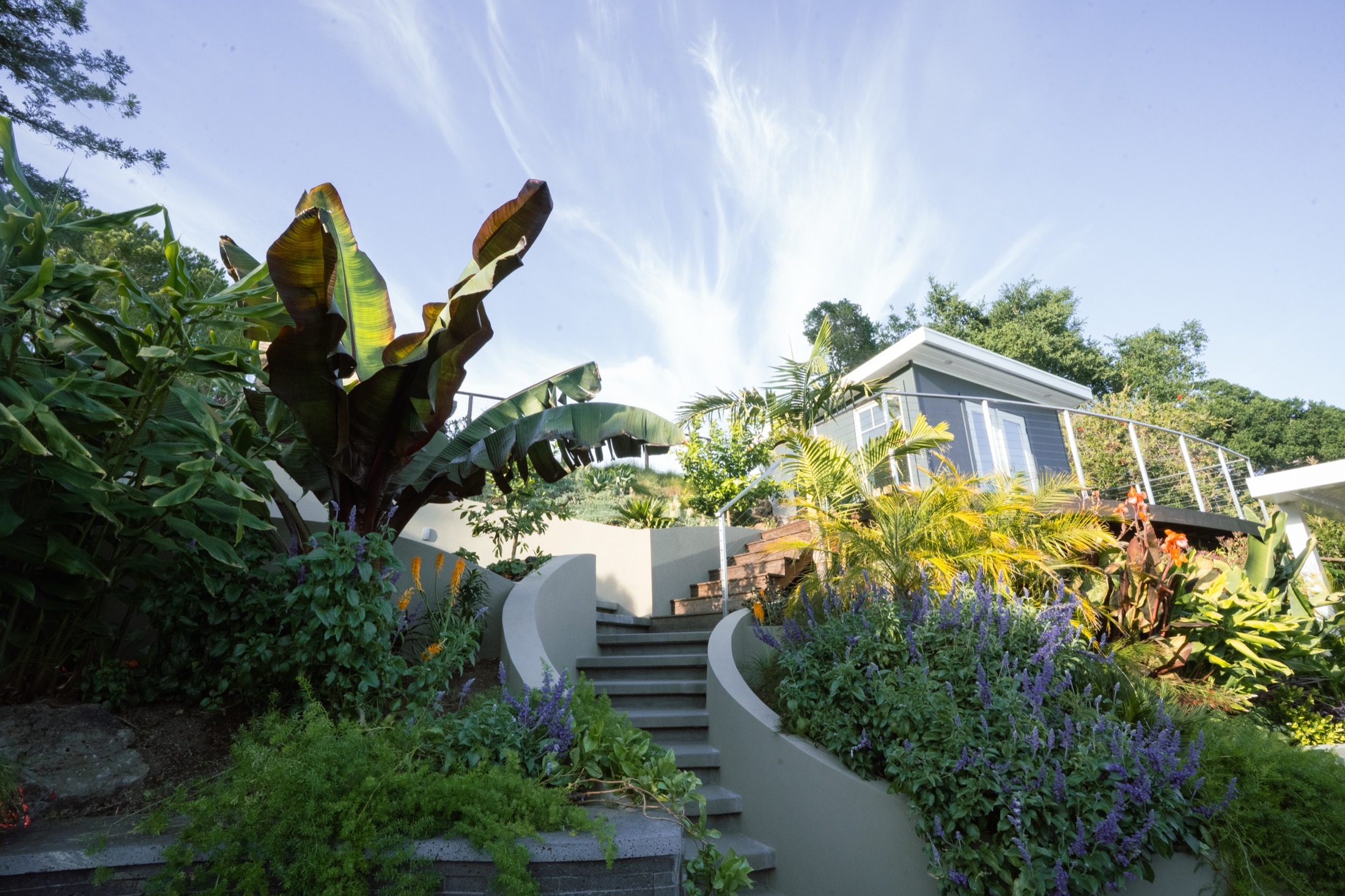 A terraced Marin hillside garden by Monarch Gardens