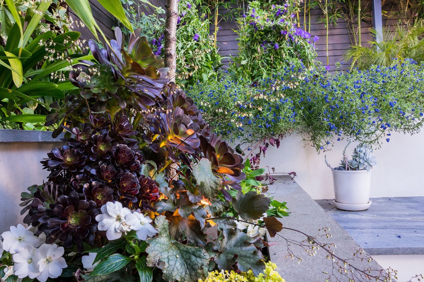 Buena Vista garden in Mill Valley, Marin by Monarch Gardens, photo 10 of 14