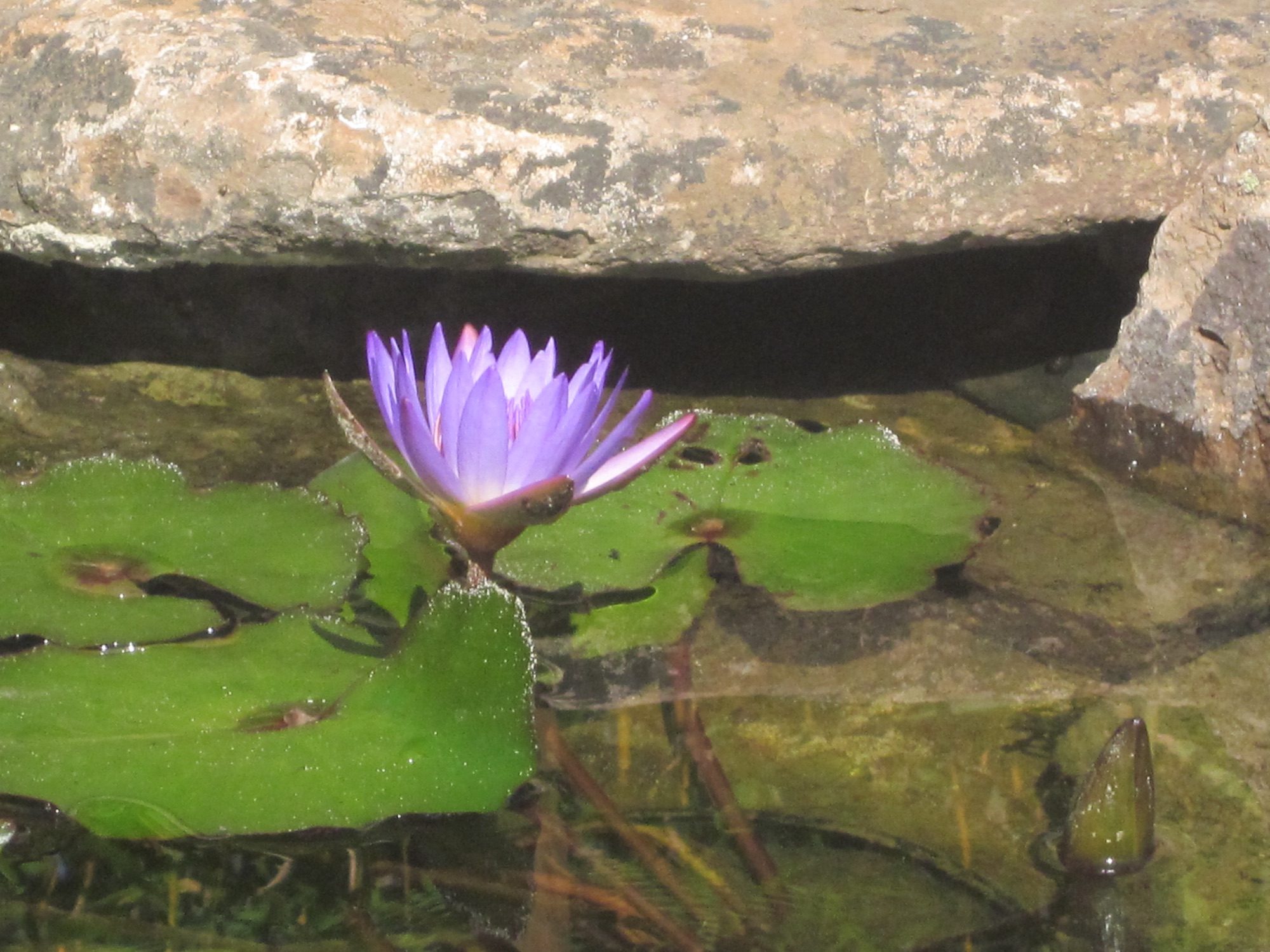 Pikes Peak garden in Marin County by Monarch Gardens, photo 15 of 18