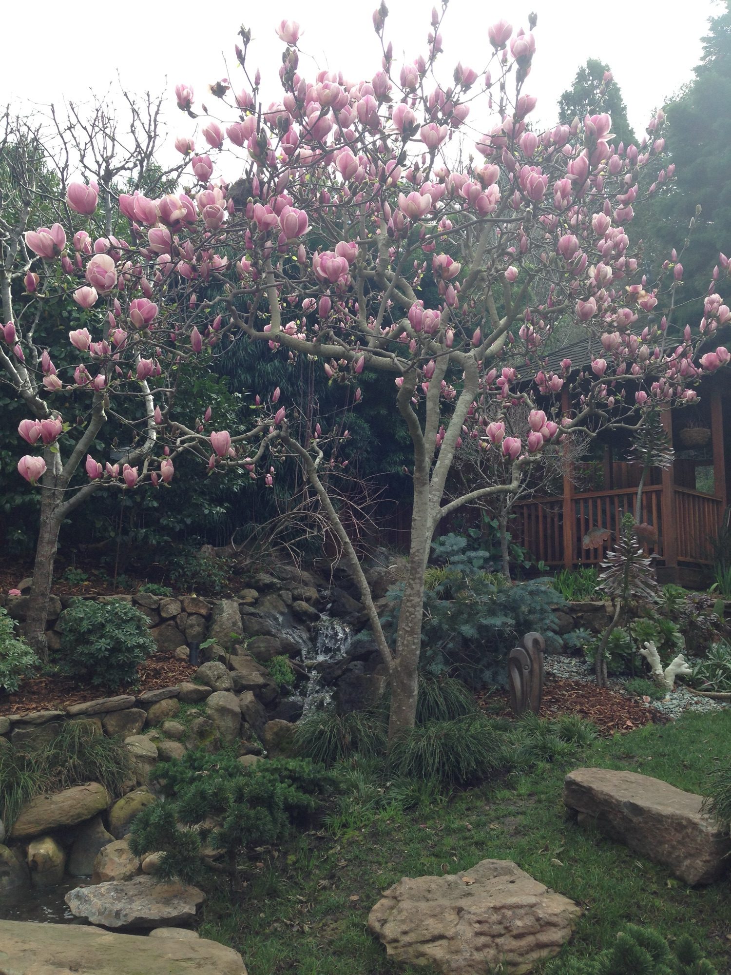 Reed Ranch garden in Tiburon by Monarch Gardens, photo 23 of 32