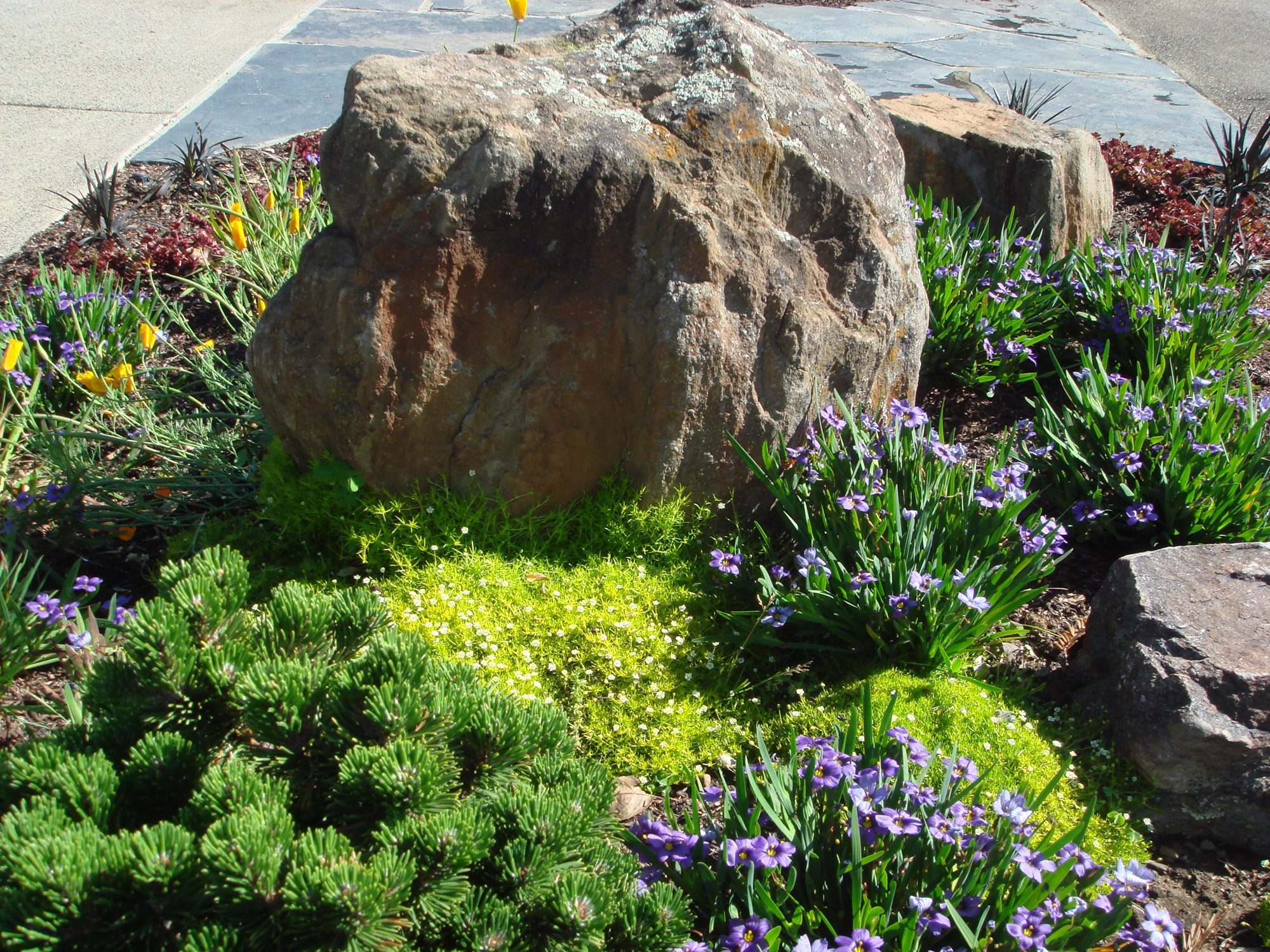 Reed Ranch garden in Tiburon by Monarch Gardens, photo 29 of 32