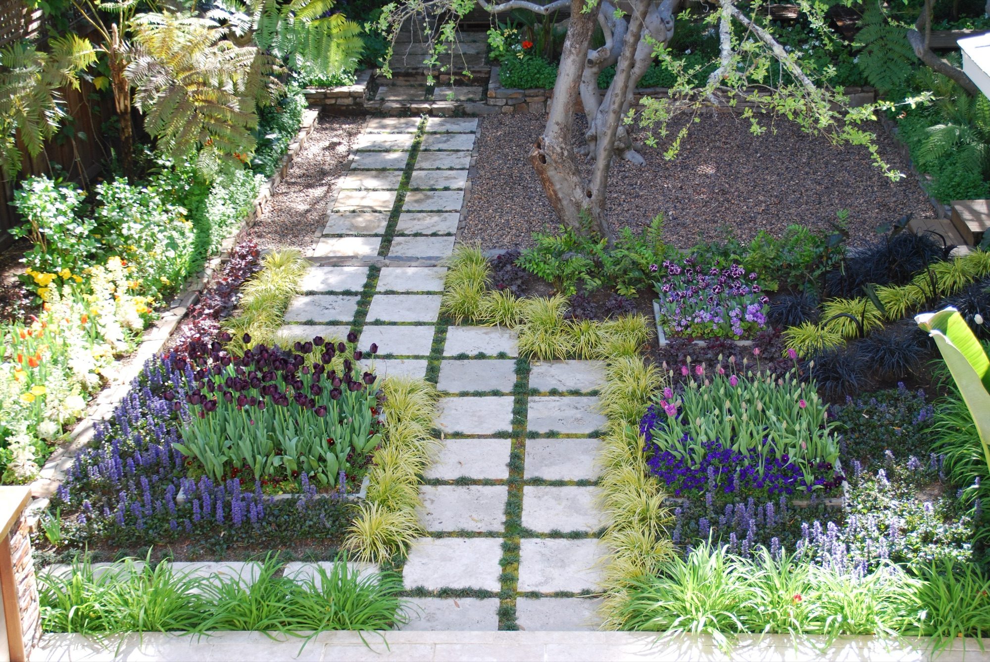 Sycamore garden in Mill Valley, Marin by Monarch Gardens, photo 1 of 11
