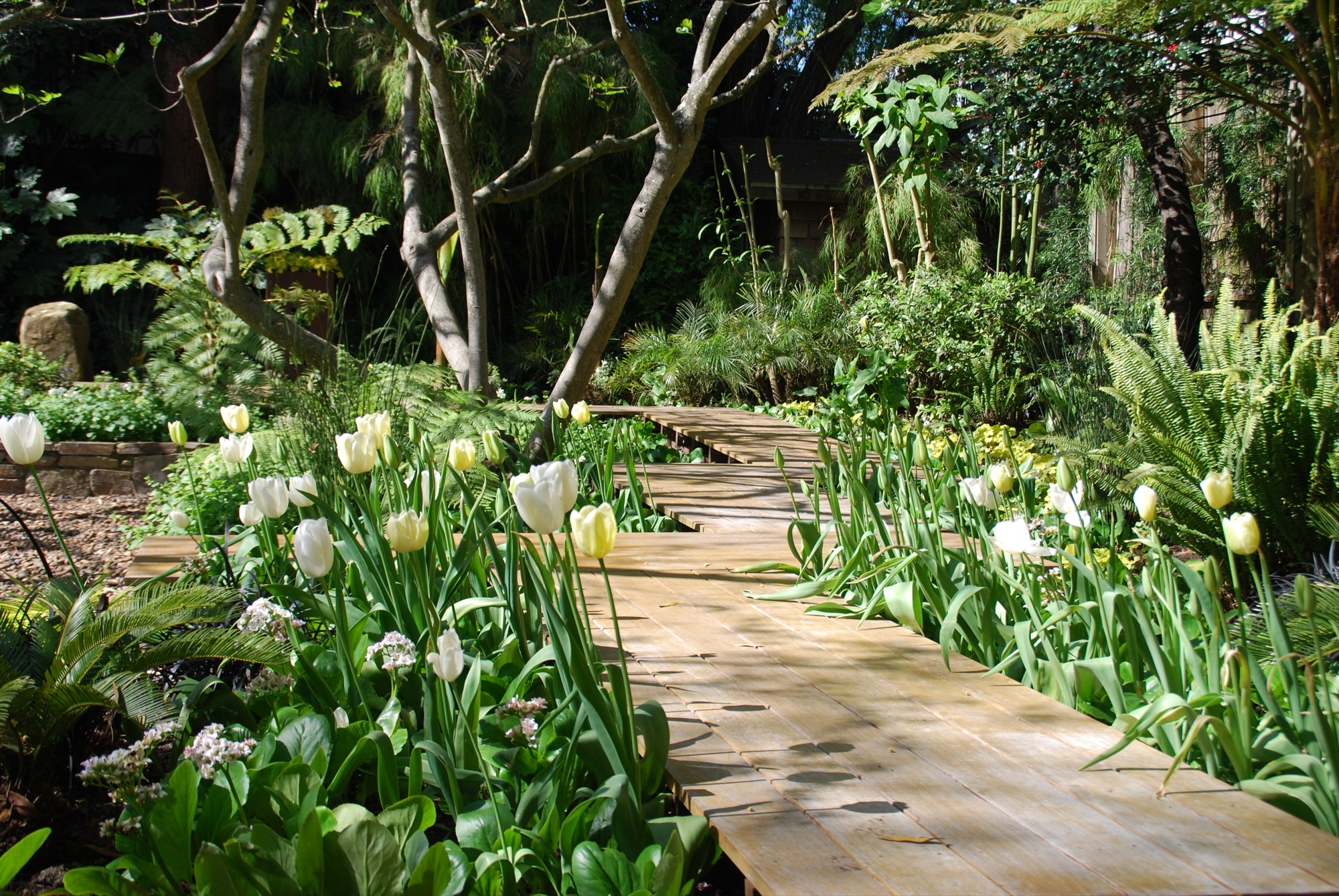 White tulips lining a wood boardwalk in a Monarch Gardens garden