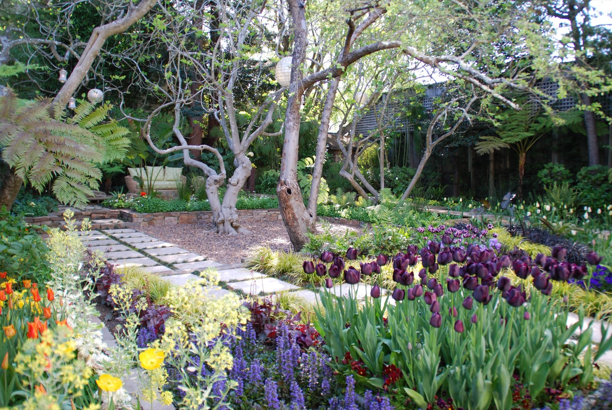 Sycamore garden in Mill Valley, Marin by Monarch Gardens, photo 3 of 11