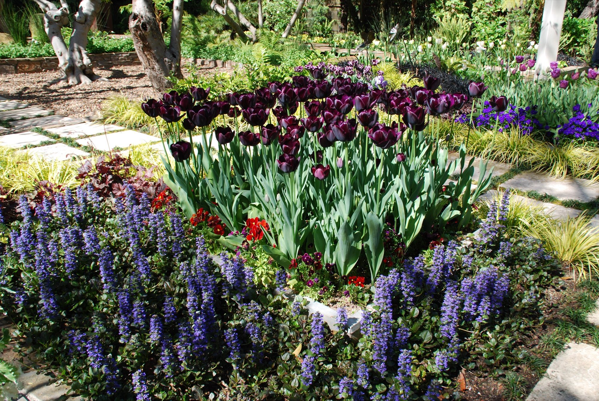 Sycamore garden in Mill Valley, Marin by Monarch Gardens, photo 5 of 11