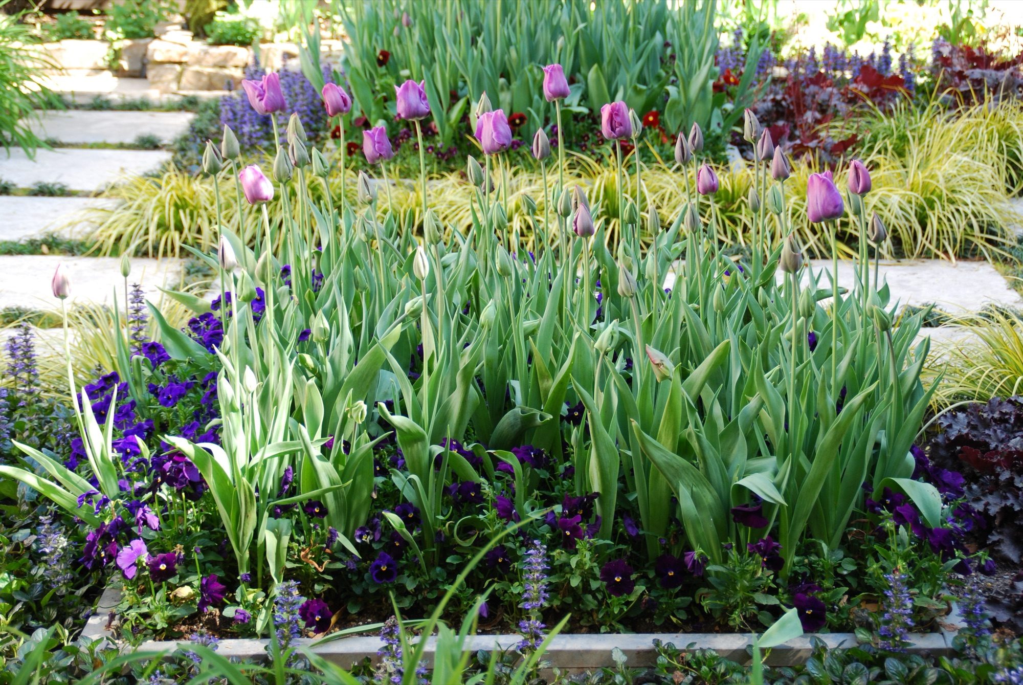 Sycamore garden in Mill Valley, Marin by Monarch Gardens, photo 8 of 11